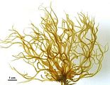 Cutleria chilosa1